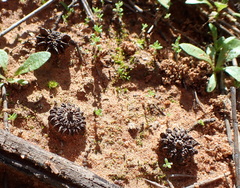 Allocasuarina luehmannii, photograph (c) Ruth Palsson, some rights reserved (CC BY-SA)
