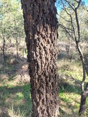 Allocasuarina luehmannii, photograph (c) Ruth Palsson, some rights reserved (CC BY-SA)