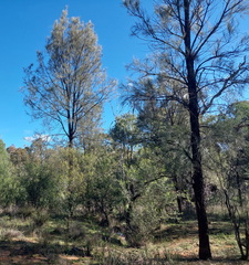 Allocasuarina luehmannii, photograph (c) Ruth Palsson, some rights reserved (CC BY-SA)