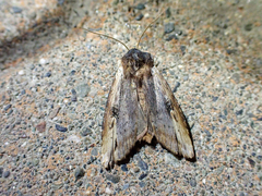 Xylena cineritia
