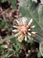 Pfaffia gnaphalioides