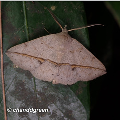 Ugia insuspecta
