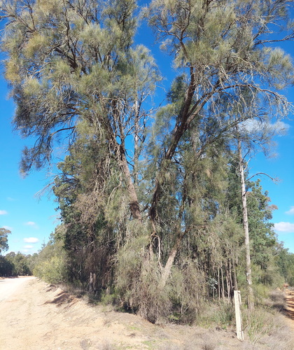 Allocasuarina luehmannii