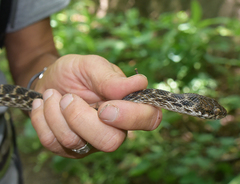 Madagascarophis colubrinus