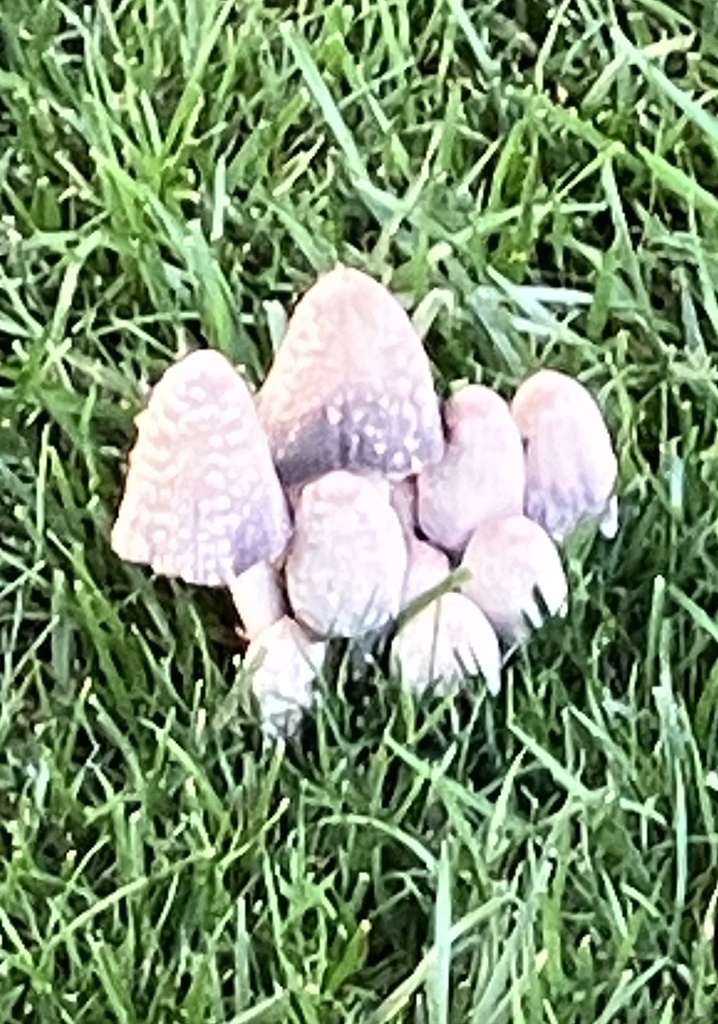 scaly ink cap · July 2026 · photo: Photo: no rights reserved · iNaturalist