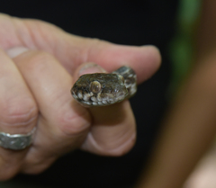 Madagascarophis colubrinus