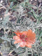 Sphaeralcea miniata