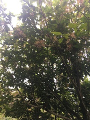 Sterculia monosperma