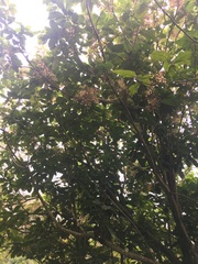 Sterculia monosperma