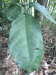 Sterculia monosperma