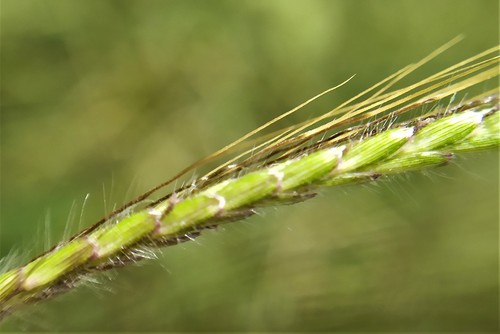 Dichanthium annulatum