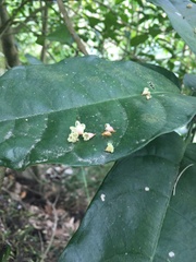 Sterculia monosperma