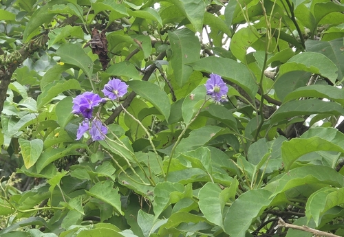 Solanum wendlandii observed 2026-07-10