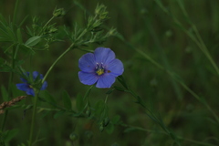 Linum amurense