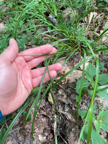 Carex arctata, photograph 5