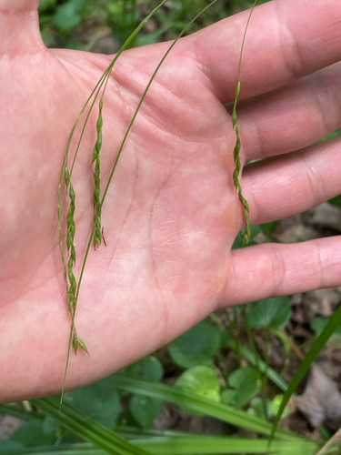 Carex arctata, photograph 4