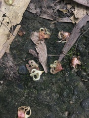 Sterculia monosperma