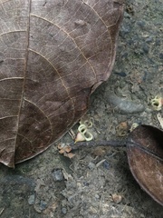 Sterculia monosperma