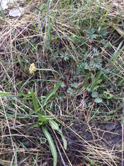 Lomatium triternatum