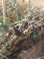 Pergularia tomentosa