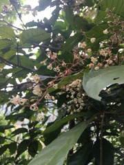Sterculia monosperma