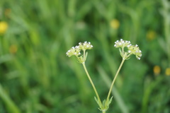 Valerianella uncinata