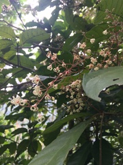 Sterculia monosperma