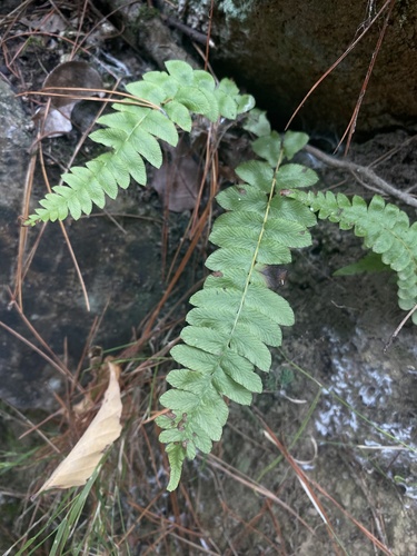 Blechnum hastatum, photograph 6