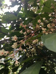 Sterculia monosperma