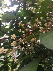 Sterculia monosperma