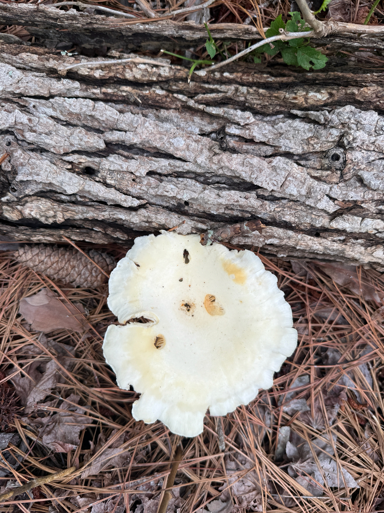 Lynx Paw Oyster · July 2026 · photo: Photo: (c) V. Ross Johnson, some rights reserved (CC BY-SA) · iNaturalist