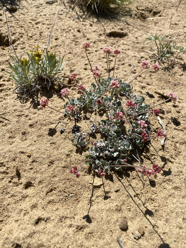 cushion buckwheat