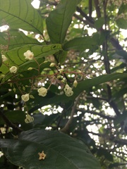 Sterculia monosperma