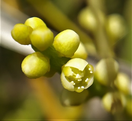 Cassytha filiformis