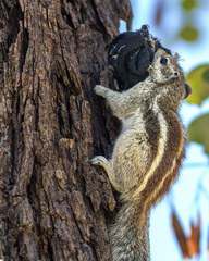 Funambulus pennantii