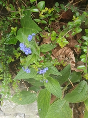 Pentaglottis sempervirens