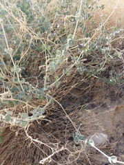 Pergularia tomentosa