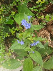 Pentaglottis sempervirens