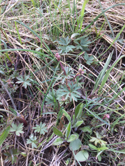Lithophragma glabrum