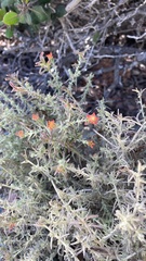author not stated, no rights reserved Castilleja foliolosa, photograph author not stated, no rights reserved