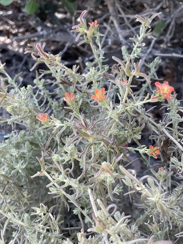 Castilleja foliolosa, photograph 4