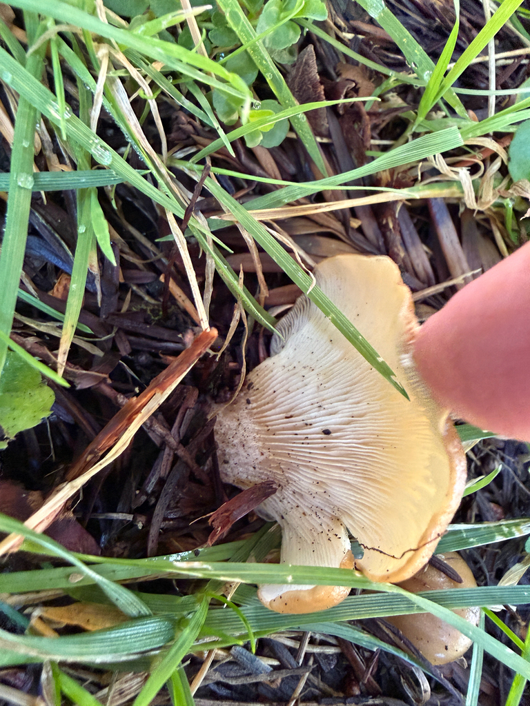 Shoehorn Oyster · July 2026 · photo: Photo: (c) Chris Sulots, some rights reserved (CC BY) · iNaturalist