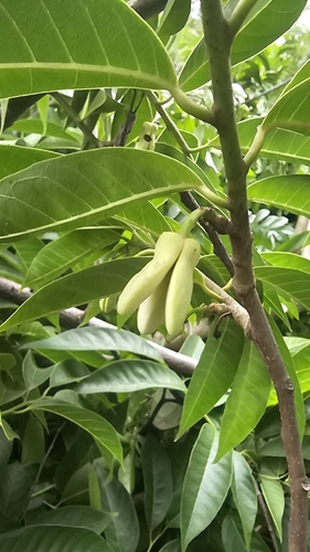 Annona reticulata, photograph 5