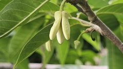 Annona reticulata, photograph (c) Maria Janeiro, some rights reserved (CC BY)