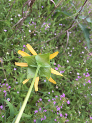 Tetragonotheca texana