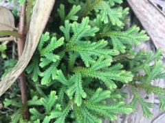 Selaginella repanda