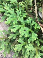 Selaginella repanda