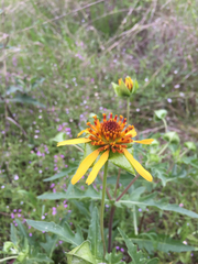 Tetragonotheca texana