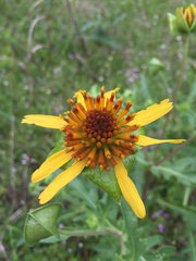 Tetragonotheca texana