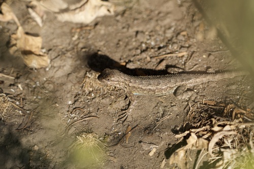 iNaturalist observation photo of Western Fence Lizard